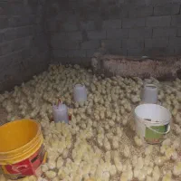 جوجه گوشتی ۳۰۸