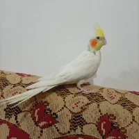 عروس هلندی|پرنده|ایلخچی, |دیوار