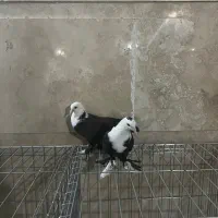 کبوترکربلایی