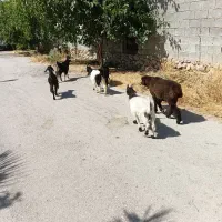پنج راس کهره سبک ویه بره