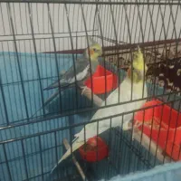 عروس هلندی جفت