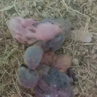 جوجه طوطی برزیلی سرلاکی|پرنده|نکا, |دیوار