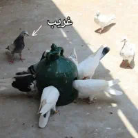 کبوتر جهت برکت|پرنده|رشت, امین الضرب|دیوار