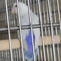 طوطی کوتوله بالفلالو