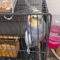 پرنده مرغ عشق وعروس هلندی