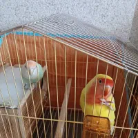 فروش دوعدد طوطی برزیلی هلویی
