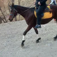 مادیان عرب|اسب و تجهیزات اسب‌سواری|تهران, دزاشیب|دیوار