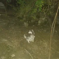 واگذاری توله هاسکی|سگ|بندر انزلی, چهارفریضه|دیوار