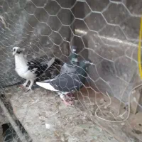 کفتر|پرنده|شیراز, کوزه گری|دیوار