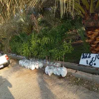 فروش نهال مرکبات و نخل