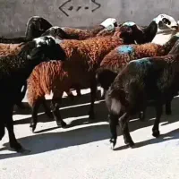 قوچ میش آبستن  افشاری بروجردی پلنگی میش بزگوسفند