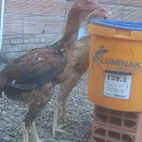 دوعددخروس لاری