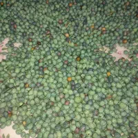 بنه|خوردنی و آشامیدنی|شیراز, حجت آباد|دیوار