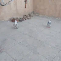 کبوترنروماده سیاه چادری وطوقی|پرنده|اسلام‌شهر, شهرک مهدیه|دیوار