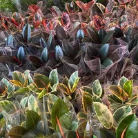 عرضه عمده انواع گیاه آپارتمانی مستقیم از گلخانه