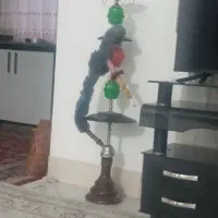 قلیان|کلکسیون و سرگرمی|بیرجند, |دیوار