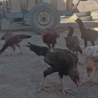 مرغ و خروس لاری