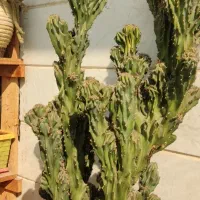 کاکتوس صخره‌ای پر ۷۵ سانتی فوق‌العاده پر و خاص|گل و گیاه طبیعی|قرچک, باقرآباد|دیوار