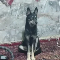 سگ هاسکی چشم یخی اصیل ماده|سگ|مشهد, مصلی (کارمندان اول)|دیوار