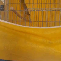 قناری نر معاوضه با ماده سوخته اماده