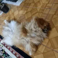 سگ پامر اصیل نر جهت جفتگیری رایگان بدون هزینه