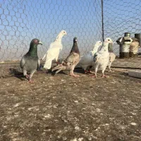 کبوترخطی|پرنده|اقبالیه, |دیوار