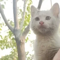 بچه گربه واگذاری|گربه|ری, دولتآباد|دیوار