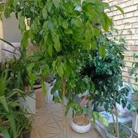 گل درخچه بنجامین بلک وسبز بارتفاع یک ونیم متربه|گل و گیاه طبیعی|تبریز, |دیوار