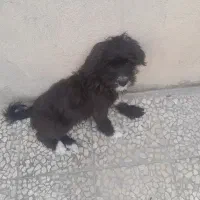 فروش فوری سگ خارجی با تخفیف به علت مهاجرت