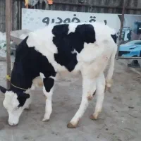 گوساله سمینتال ( اصیل )