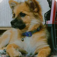 توله سگ پامرانین روباهی