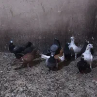 کفتر هوایی تبعیدی نروماده|پرنده|مه ولات, |دیوار