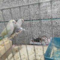 جفت طوطی برزیلی