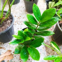 گلخانه نفس سبز|گل و گیاه طبیعی|خرمشهر, |دیوار