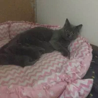 گربه های اسکاتیش بریتیش بالغ با اصالت نر و ماده