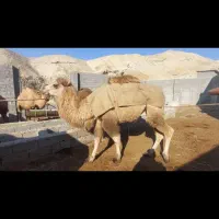 شتر   مایا|حیوانات مزرعه|تهران, پارک شهر|دیوار