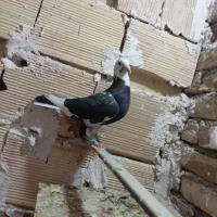 کفتر هم پرشی هم جفتگاه