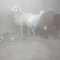 چهار راس بره نر