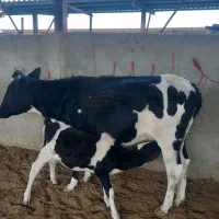 گاو و گوساله دورگ هلشتاین باگوساله ماده