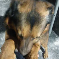 سگ ژرمن|سگ|باغستان, |دیوار