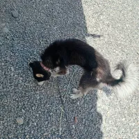 سگ هاسگی|سگ|پارسآباد, |دیوار