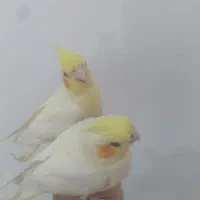 عروس هلندی جوجه|پرنده|قائمشهر, |دیوار