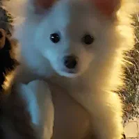 پامرخرسی ۸ماهه|سگ|کرمانشاه, |دیوار