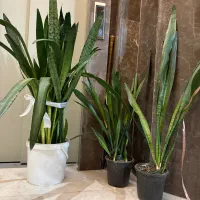 گیاه ،اپارتمانی زیر قیمت