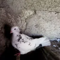 جفت کبوتر|پرنده|صومعه‌سرا, |دیوار