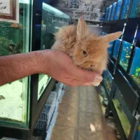 خرگوش لوپ در رنگهای متنوع با قیمتهای عالی|موش و خرگوش|مشهد, رضاشهر|دیوار