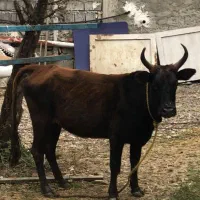 گاو ۷۰ کیلویی سالم و سرحال|حیوانات مزرعه|چالوس, |دیوار