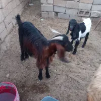 دو عدد بز ماده