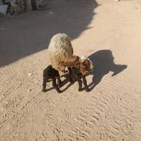 بره ی نر|حیوانات مزرعه|کوهدشت, |دیوار