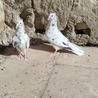 کبوتر دم سفید ...سوسنگرد